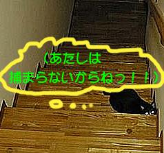 �����̓`���r�B