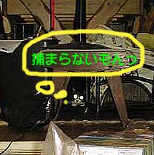 ������`���r�B
