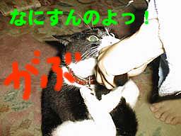 �����`���r�B