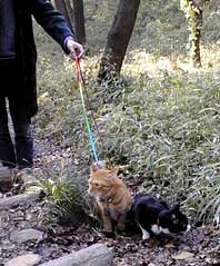 お散歩猫