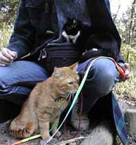 お散歩猫