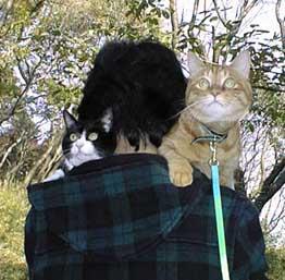 肩乗り猫
