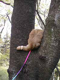 隠れる猫