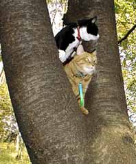 お散歩しない猫
