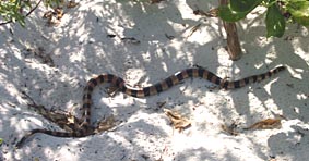 snake