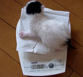 �q���Ȃ񂩃L���C�ȃ`���r�B