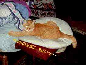 �s�[�g�̂сB