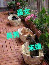 �S���A�J�S�ł��Ђ�ˁB