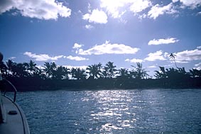 �W�b�g�E�}�i�}�L�[�֌�����