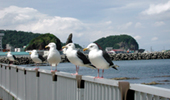 北海道(知床)