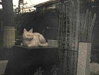 慈恵院 犬猫霊園